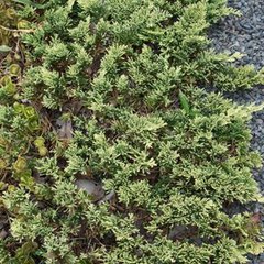 Juniperus horizontalis wiltoni