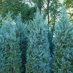 Juniperus scopulorum wichita blue