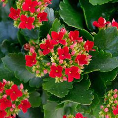 Kalanchoe blossfeldiana