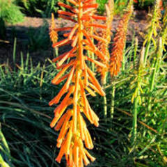 Kniphofia ichopensis