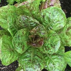 Lactuca sativa freckles