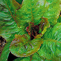 Lactuca sativa rouge dhiver