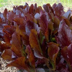 Lactuca sativa var rubens red