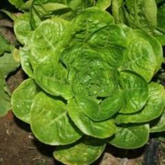 Lactuca sativa winter density