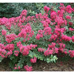 Lagerstroemia