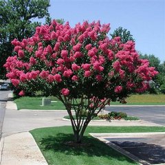 Lagerstroemia indica