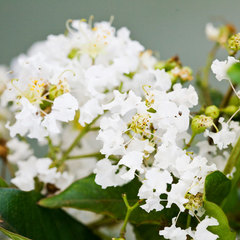 Lagerstroemia indica pixie white