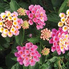 Lantana