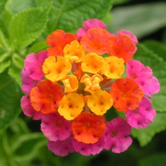 Lantana camara