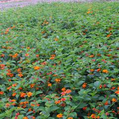 Lantana camara new gold