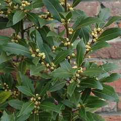 Laurus nobilis