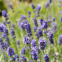 Lavandula angustifolia ellagance purple