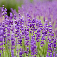 Lavandula angustifolia lady