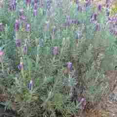 Lavandula stoechas