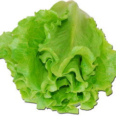 Lettuce sativa