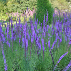 Liatris spicata