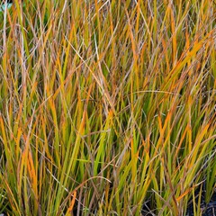 Libertia peregrinans