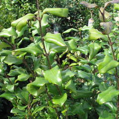 Ligustrum japonicum recurvifolium