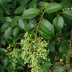 Ligustrum lucidum