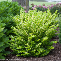 Ligustrum x vicaryi