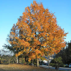 Liquidambar formosana