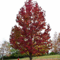 Liquidambar styraciflua