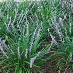 Liriope muscari big blue