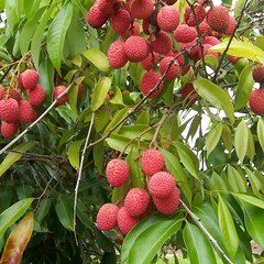 Litchi chinensis