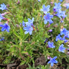 Lithodora diffusa