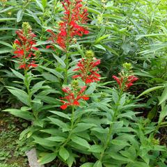 Lobelia cardinalis