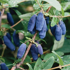 Lonicera caerulea