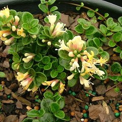 Lonicera crassifolia