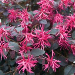 Loropetalum