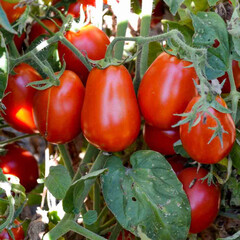 Lycopersicon lycopersicum arbuznyi
