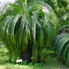 Macrozamia