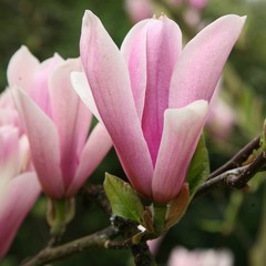 Magnolia