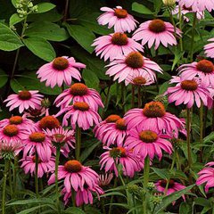 Magnus echinacea