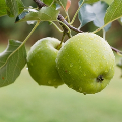 Malus domestica granny smith