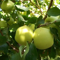 Malus domestica grimes golden