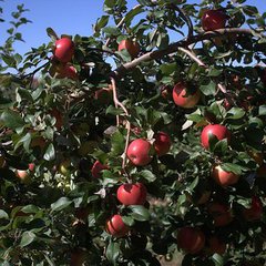 Malus domestica honeycrisp