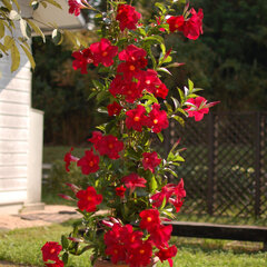 Mandevilla