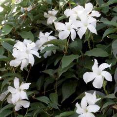 Mandevilla laxa