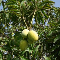 Mangifera indica