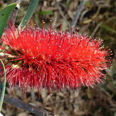 Melaleuca phoenicea