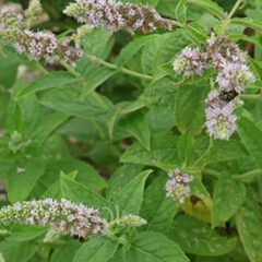 Mentha longifolia