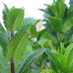 Mentha piperita