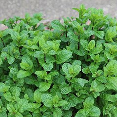 Mentha spicata