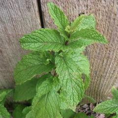 Mentha villosa