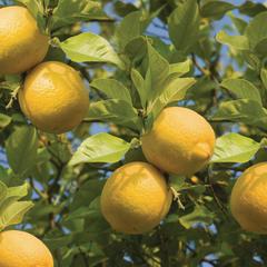 Meyer lemon tree