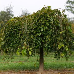 Morus alba pendula